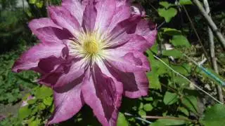 Clematis - working on mistakes. Part 2. Where to plant?