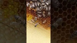 пчелиная матка карника #карника #пчелы карника