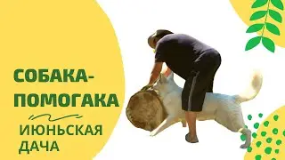 Дача в июне. Сделала паклю! Поменяла 