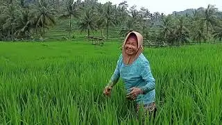desa pegunungan sawah gunung