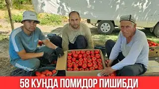 58 КУНДА ПОМИДОР МАССАДА ПИШИБДИ.