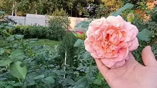 Начало осени в моём саду🍁🌾🍂