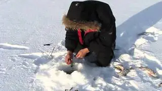 окунёвый жор.
