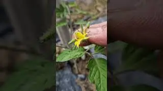 i primi.pomodori