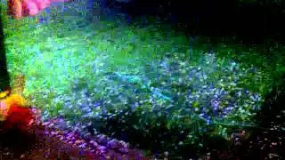 Hobbs Hail Storm May 2012