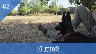 Воспитание щенка. 10 дней пребывания.