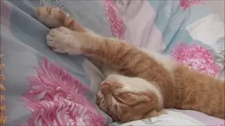 Искусство сна 2. Как глубоко и сладко спят коты I The Art of Sleep. Deepest dreams.
