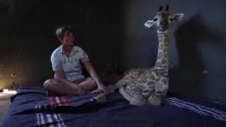 Video Extra: Baby giraffe and dog are friends
