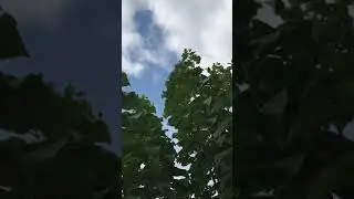 Павловния - чудо-дерево!