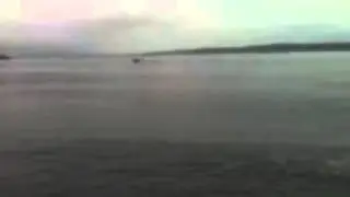 Gray Whale off Lincoln Park