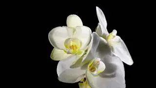 Blooming white orchid on black background time lapse