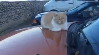 Презабавный кот на капоте машины! часть 1