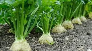 пикирую сельдерей корневой