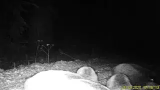 Wild boars on the feeder. Hunting and fishing. Photo hunting. Issue No. 150