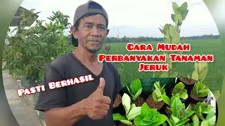 Perbanyakan Tanaman Jeruk Dengan  Cara Stek (Cutting)