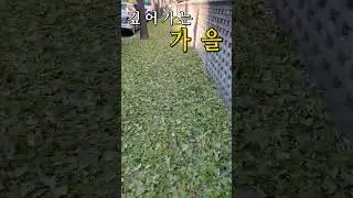 출근길 낙엽이 카펫처럼 쌓인것을 보니 눈물이 흐른다