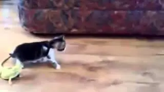 Инфаркт миокарда у котенка