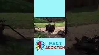 OSTRICH FACT YOU DIDN'T KNOW.
