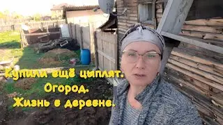 Купили ещё цыплят. Посадили картошку. Жизнь в деревне день за днем.