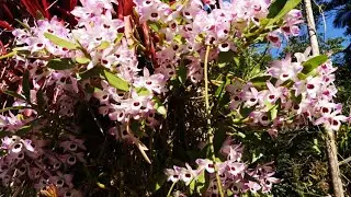 (Encanto) LINDA FLORAÇÃO DAS ORQUÍDEAS Vamos Apreciar as Maravilhas da Natureza!! 🥰🌸🌸