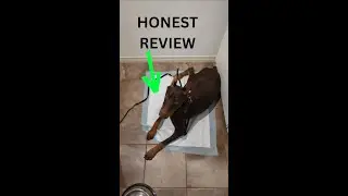 Honest Review of Dog Training Pads #housetraining #trainingpads #dogtraining
