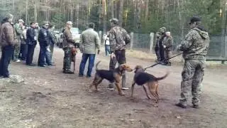 Беларускi ганчак