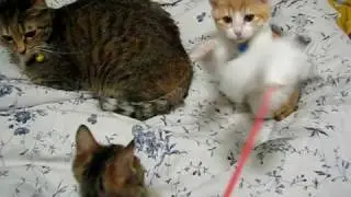 逗貓