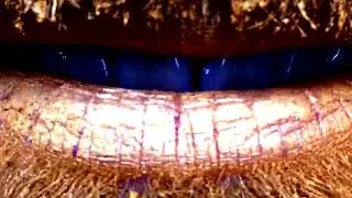 Golden Lampreys – Who's At The Helm