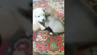 Sweet papies.Мои псы.