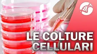 Cell Cultures 🧫 🔬