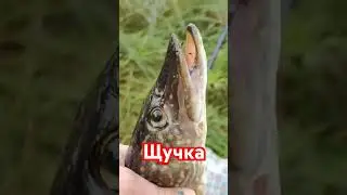Щучка.