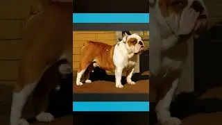 el bulldog inglés