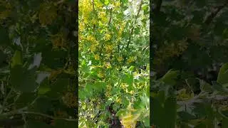 Ловила шмеля на золотистой смородине