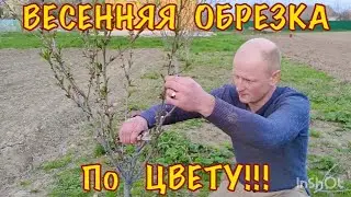Формировка двух летнего персика!
