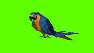 Green screen Parrot video | Parrot idle green screen