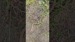 Glodene / Slow worm  (Anguis fragilis) 😊 #nature #daba #slowworm #shorts