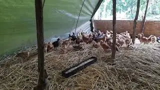 мои лучшие цыплята