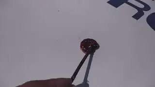 Самая страшная гусеница в МИРЕ!!!