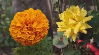 Realme 9 Pro+ 5G Camera Test Realme 9 Pro Plus 5G video test