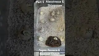 Redcoat and Super Tessera baby Snakes Eggs Hatching Part 5