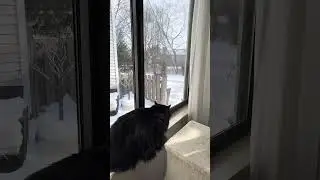 These squirrels are putting on a good show for my cat