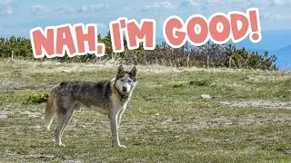 Why Are Huskies So Stubborn? [EXPLAINED]