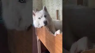 МАМА МЕШАЕТ СПАТЬ