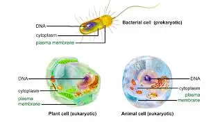 Overview of cells Animation