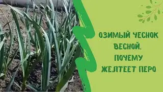 Озимый чеснок весной. Почему желтеет перо
