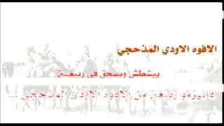 الافوة المذحجي ومذحج يكسرون ربيعه ويسحقونهم سحق 🔥