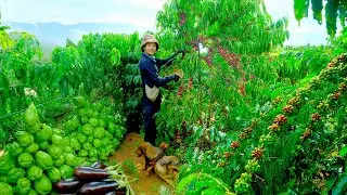 Harvest Fruits, Vegetables: Coffee, Bitter Melon, Chayote, Eggplant Goes To Market Sell, Cook,Garden