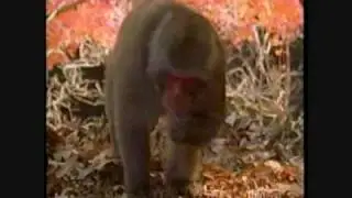 Out in Nature: Homosexual Behavior in the Animal Kingdom (5 of 6)