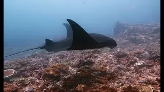 Bali - Manta Point, Nusa Penida, Schwarzer Mantarochen, September 2023