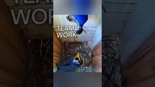 They’re such a good team 🐦♥️🐦 #bluebirds #birds #nature #birdslover #birdboxcamera #nest #nestbox